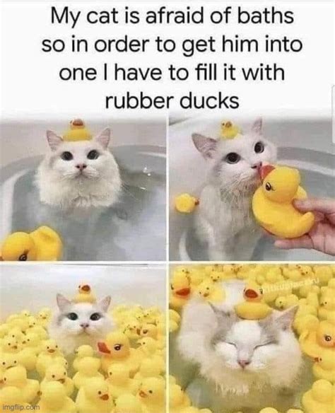 duck cat meme